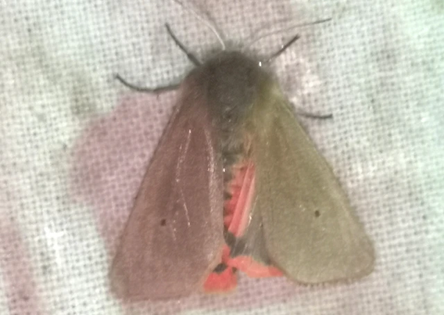 Phragmatobia fuliginosa - füstös medvelepke