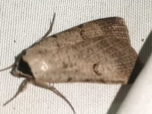 Lygephila craccae - gyakori csüdfűbagoly