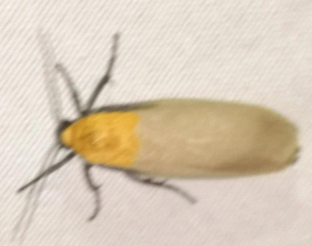 Lithosia quadra - négypettyes zuzmószövő