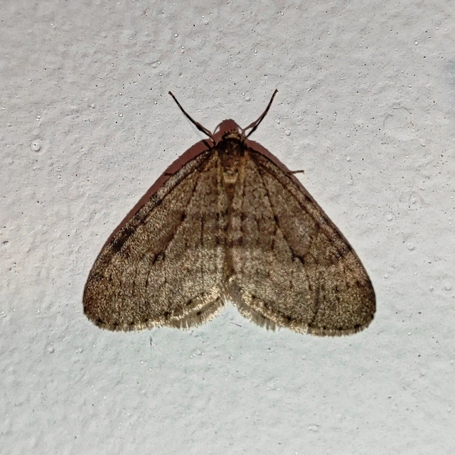 Operophtera brumata - kis téliaraszoló