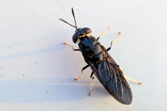 Hermetia illucens