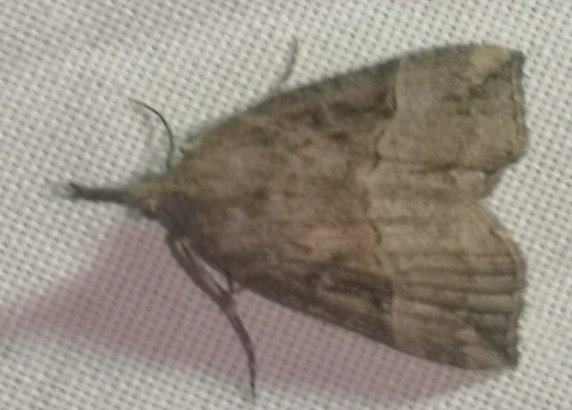 Hypena rostralis - közönséges karcsúbagoly