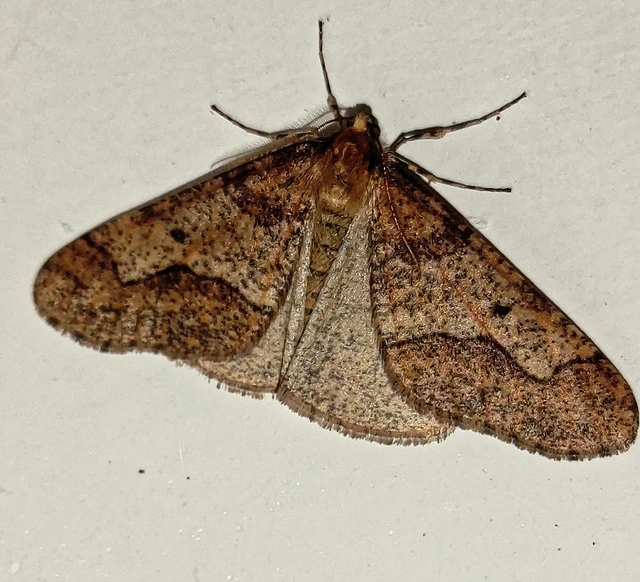 Erannis defoliaria - nagy téliaraszoló