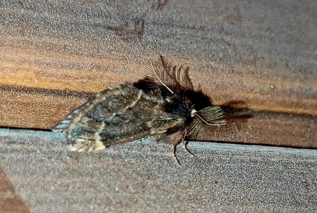 Ptilophora plumigera - tollas púposszövő