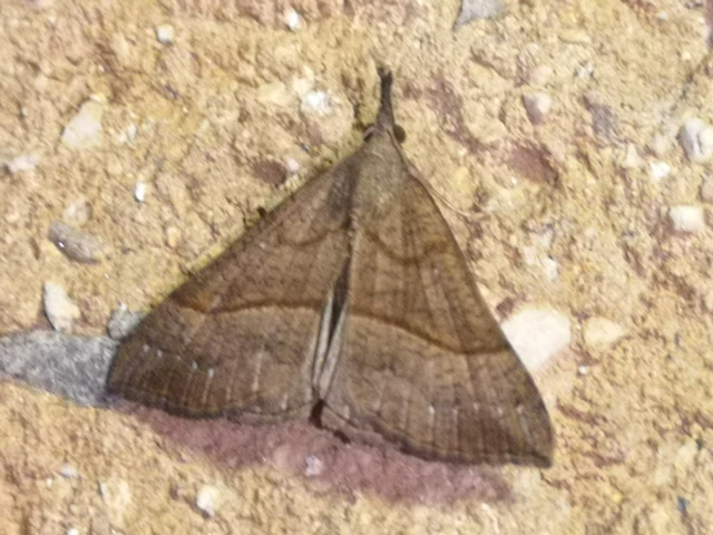 Hypena proboscidalis - ormányos karcsúbagoly