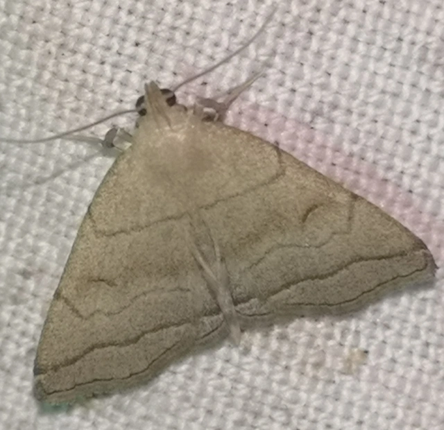 Herminia tarsicrinalis - szőröslábú karcsúbagoly
