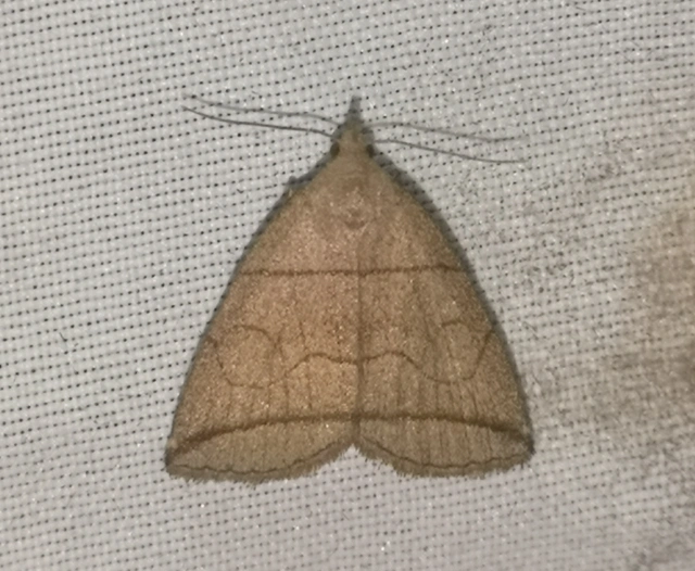 Herminia grisealis - ligeti karcsúbagoly