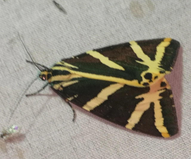 Euplagia quadripunctaria - csíkos medvelepke