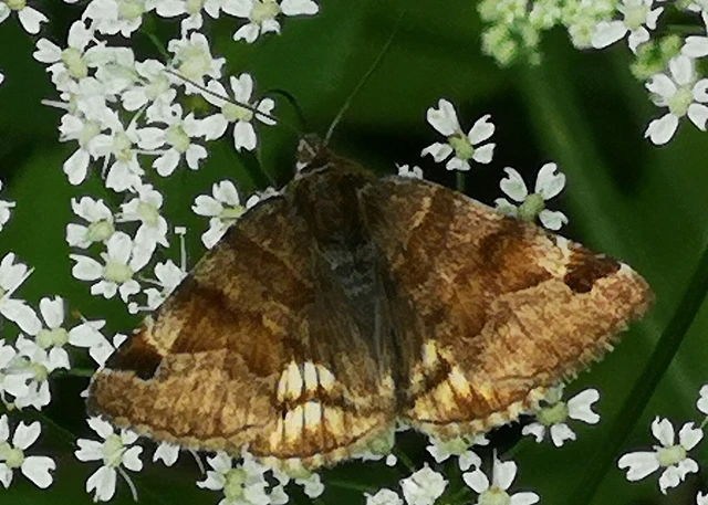Euclidia glyphica - közönséges nappalibagoly