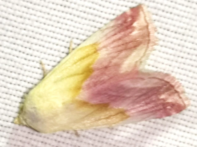 Eublemma purpurina - bíboros törpebagoly