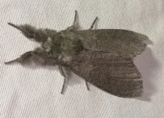 Calliteara pudibunda - hamvasszövő