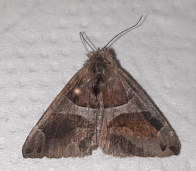 Dysgonia algira - déli porcelánbagoly