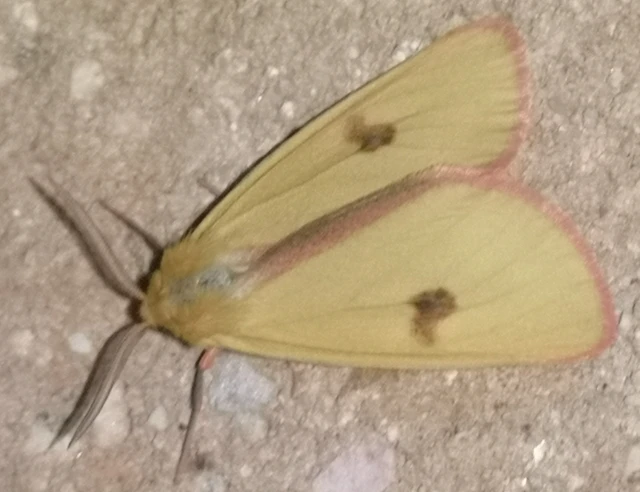 Diacrisia sannio - vörösszélű medvelepke