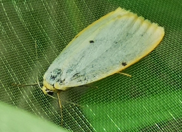 Cybosia mesomella - csontszínű molyszövő