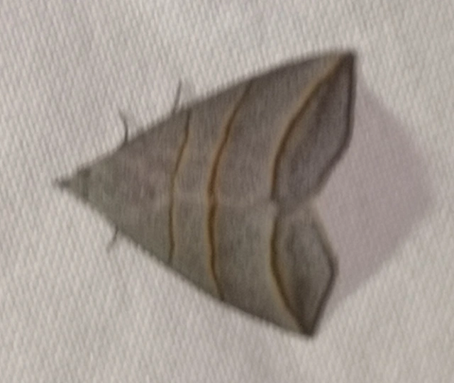 Colobochyla salicalis - háromsávos törpebagoly