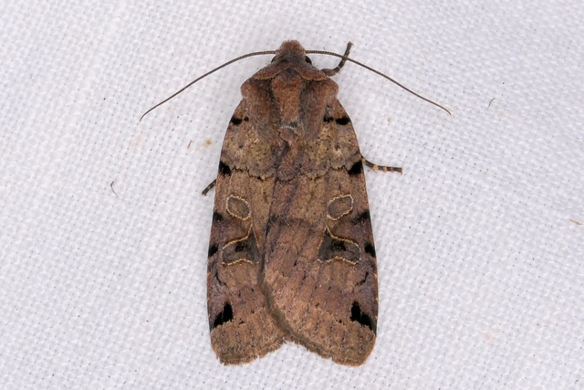 Anchoscelis litura - tarka őszibagoly