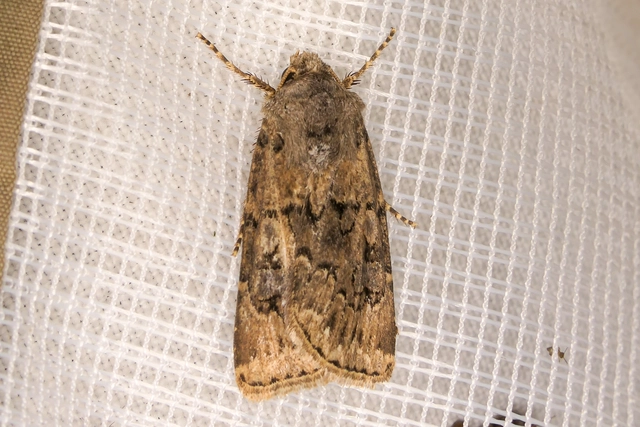 Agrotis bigramma - kétjegyű földibagoly
