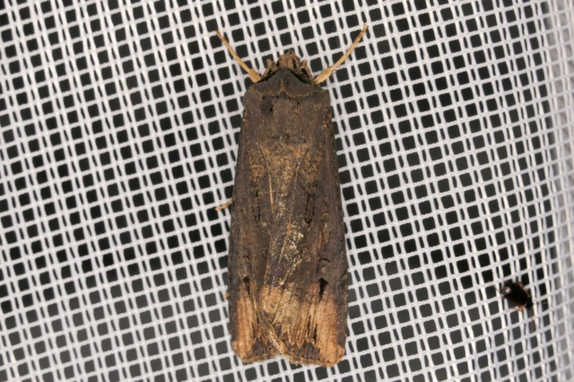 Agrotis ipsilon - nagy földibagoly