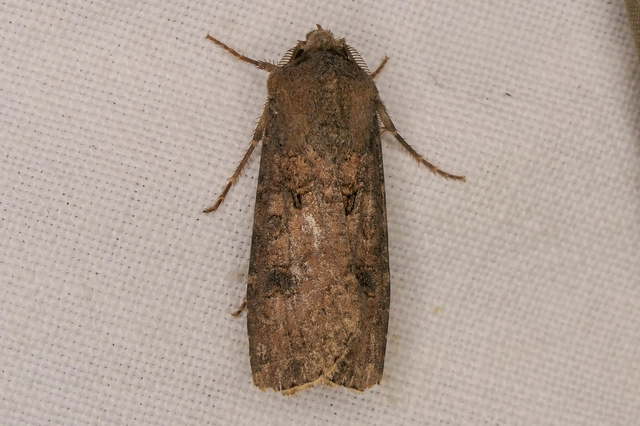Agrotis segetum - vetési földibagoly