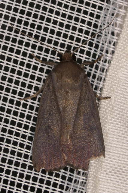 Amphipyra livida - zsírfényű bagoly