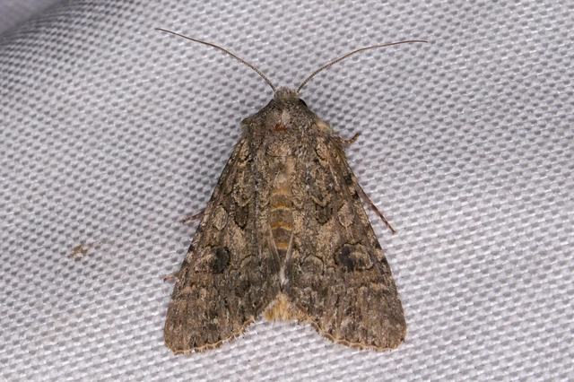 Hadula trifolii - lóherebagoly