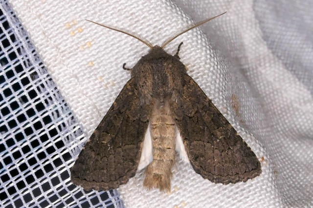 Aporophyla lutulenta - sziki őszibagoly