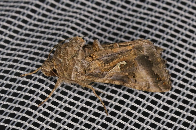 Autographa gamma - gammalepke