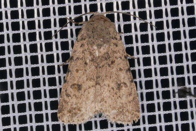 Paradrina clavipalpis - közönséges selymesbagoly