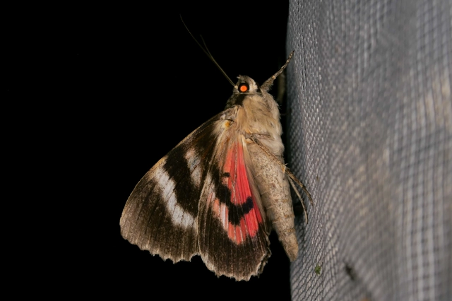 Catocala nupta - piros övesbagoly