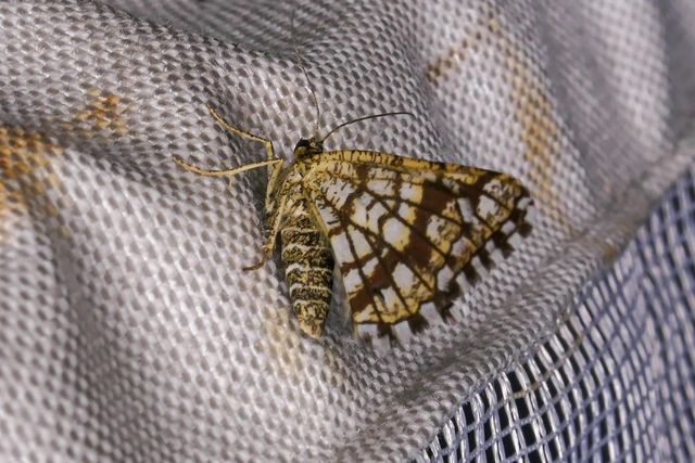 Chiasmia clathrata - rácsos rétiaraszoló