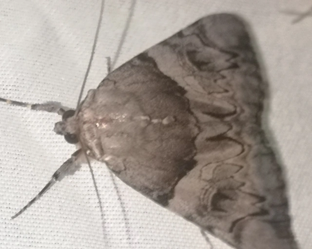 Catocala fulminea - galagonya-övesbagoly