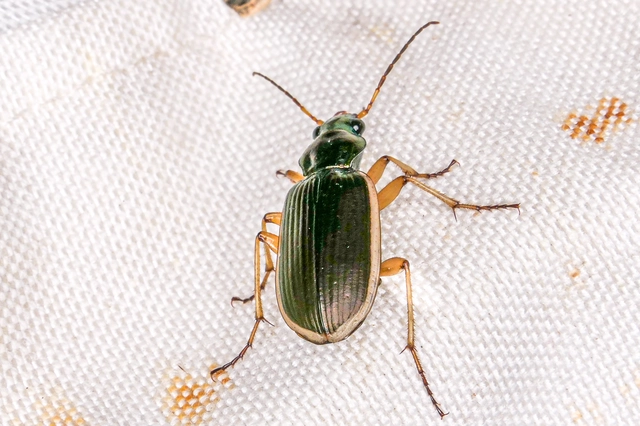 Chlaenius spoliatus - csupasz bűzfutó