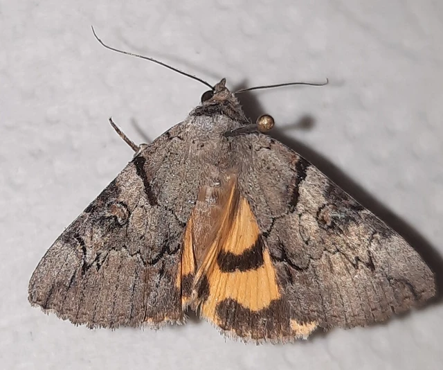 Catocala hymenaea - kökény-övesbagoly