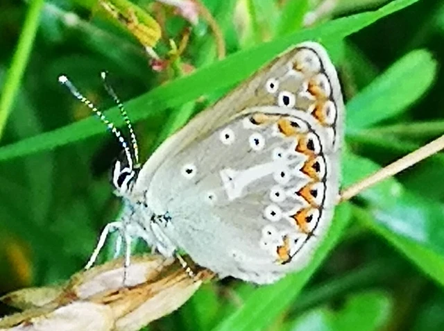 Eumedonia eumedon - gólyaorr-boglárka
