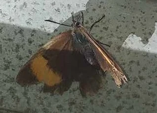 Thecla betulae - nyírfalepke