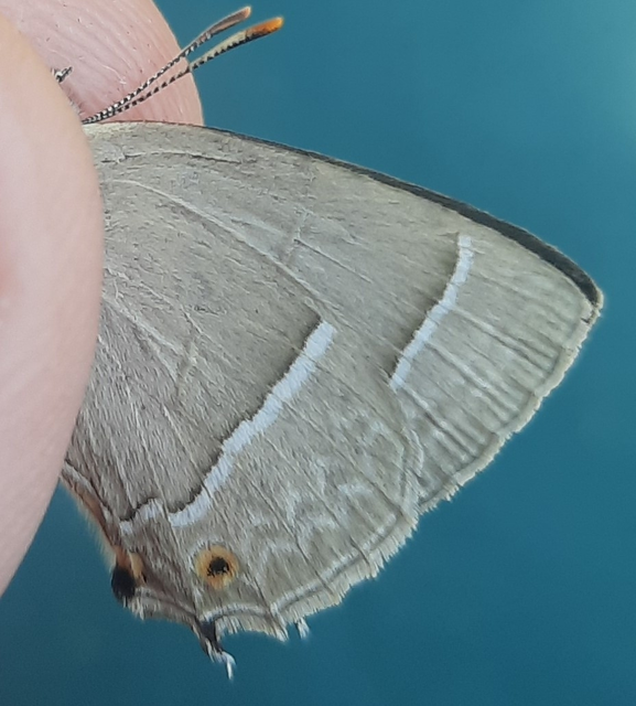 Neozephyrus quercus - tölgyfalepke