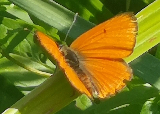 Lycaena dispar rutilus - nagy tűzlepke