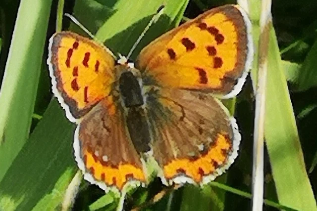 Lycaena phlaeas - közönséges tűzlepke