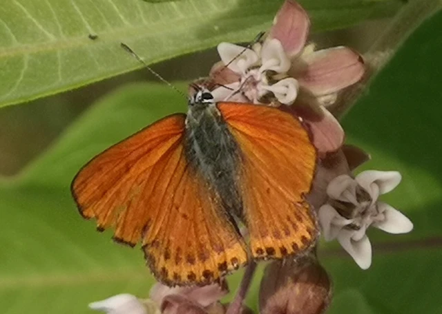 Lycaena thersamon - kis tűzlepke