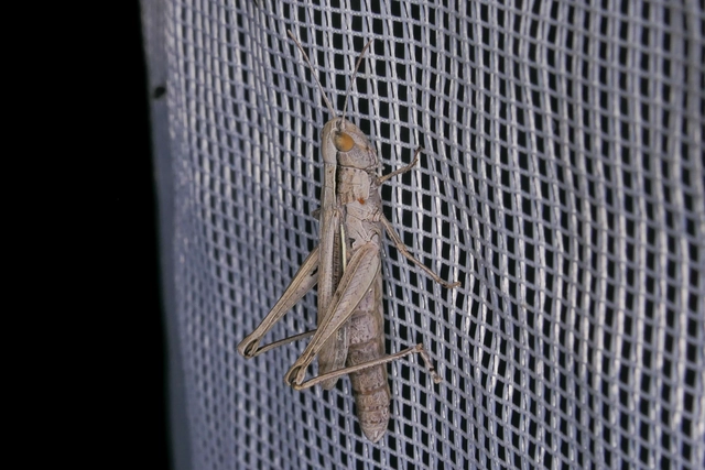 Chorthippus oschei pusztaensis - pusztai rétisáska