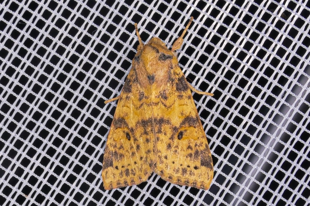 Cirrhia ocellaris - fakó sárgabagoly