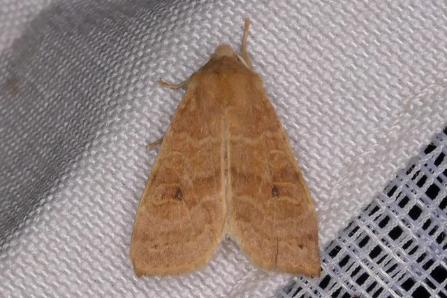 Cirrhia ocellaris - fakó sárgabagoly