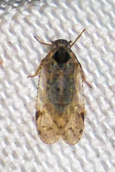 Auchenorrhyncha - Kabócák