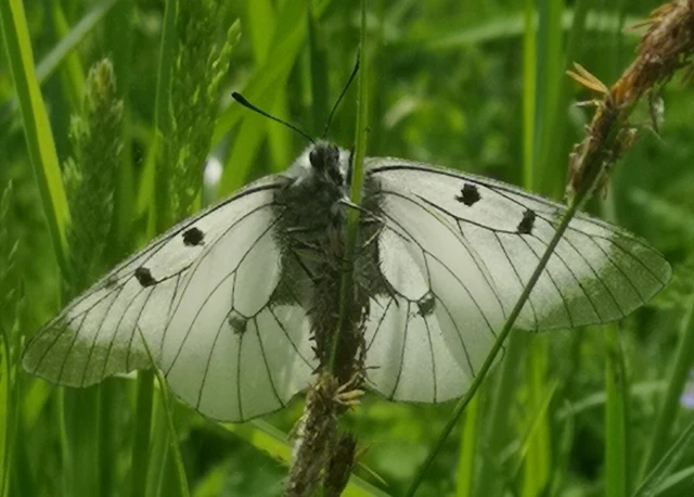 Parnassius mnemosyne - kis apollólepke