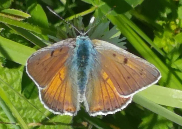 Lycaena alciphron - ibolyás tűzlepke