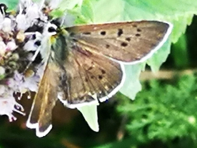 Lycaena tityrus - barna tűzlepke