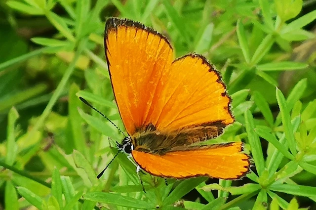 Lycaena virgaureae - arany-tűzlepke
