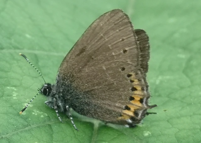 Satyrium pruni - szilvafa-csücsköslepke