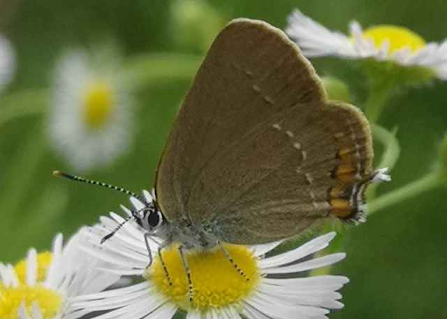 Satyrium acaciae - akác-csücsköslepke