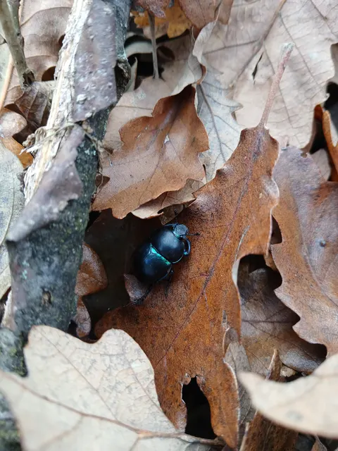 Trypocopris vernalis - tavaszi álganéjtúró